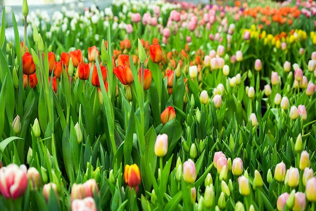 Un montón de hermosos tulipanes multicolores que crecen en un campo en el jardín en el invernaderorojoamarillovioletanaranjarosatulupsPrimavera muchos tulipanesconcepto de flores