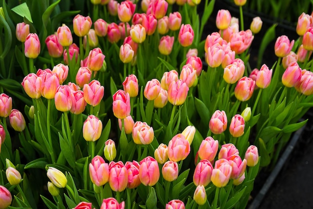 Un montón de hermosos tulipanes multicolores que crecen en el invernadero en primavera como concepto de flores