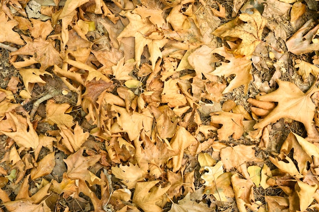 Montón de hojas de arce de otoño caído marchito seco de los árboles