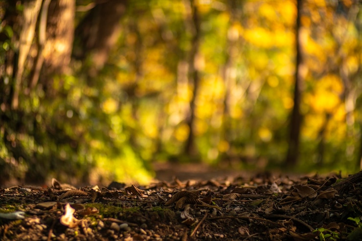 Foto un montón de hojas en un bosque con árboles detrás de él