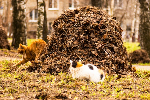 Un montón de hojas caídas en el parque y un gato callejero. Concepto-otoño en la naturaleza