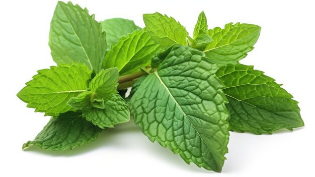 Un montón de hojas de menta fresca sobre un fondo blanco.