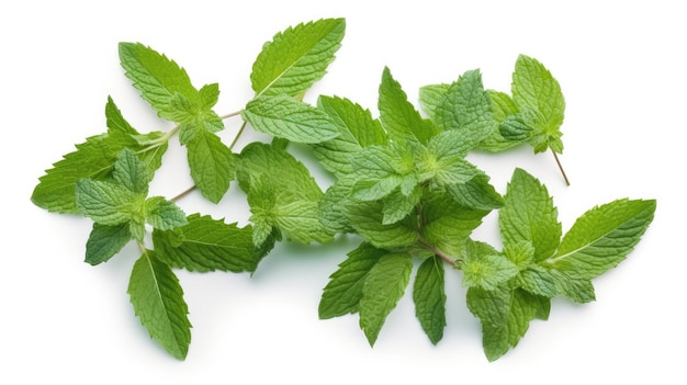 Un montón de hojas de menta fresca sobre un fondo blanco.