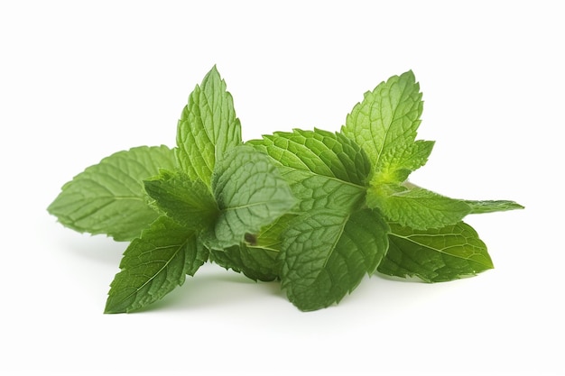 Un montón de hojas de menta fresca sobre un fondo blanco.