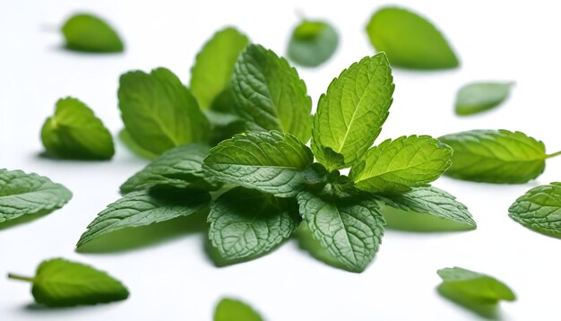 un montón de hojas de menta que tienen ramas de hojas De menta