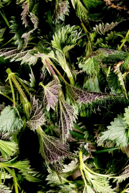 Montón de hojas de ortiga orgánicas jóvenes frescas Plantas silvestres para la alimentación vegana saludable de primavera Fondo de alimentos