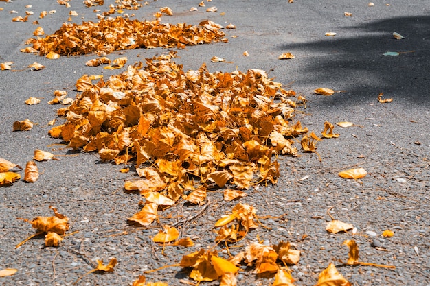 Montón de hojas de otoño amarillas en la calle