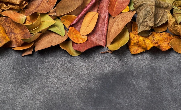 Un montón de hojas de otoño sobre un fondo gris