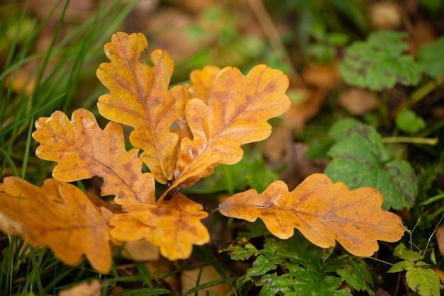 Montón de hojas de roble amarillentas caídas en el suelo temporada de otoño