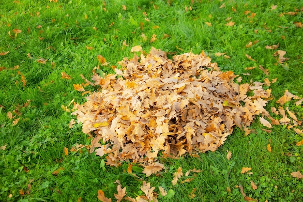 Un montón de hojas secas de roble otoñal sobre un césped de hierba verde recogido por un conserje.