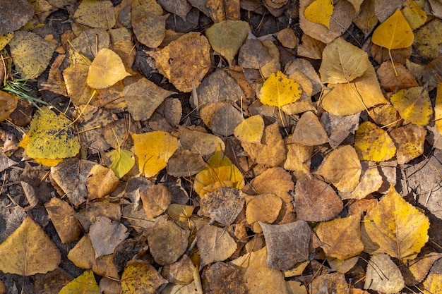 Montón de hojas en el suelo en otoño en Alcoi.