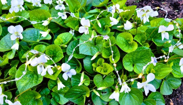 un montón de hojas verdes con flores blancas y flores blancas