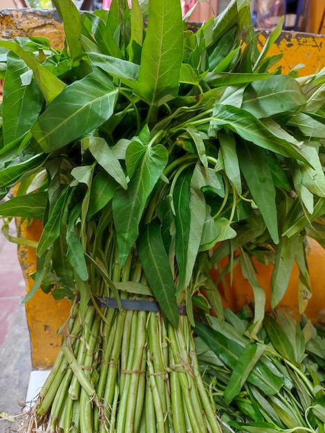 Un montón de hojas verdes con la palabra tamarindo