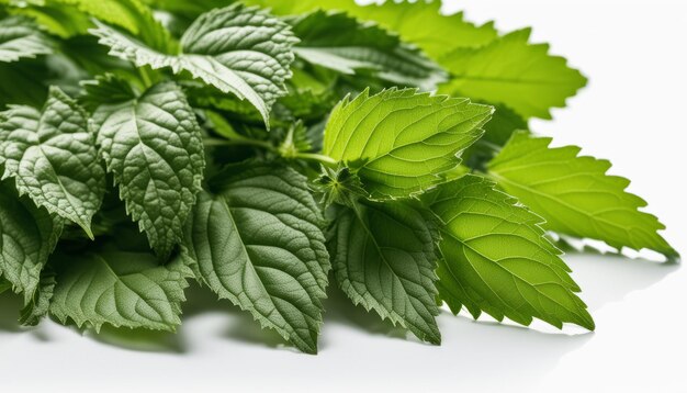 Un montón de hojas verdes sobre un fondo blanco