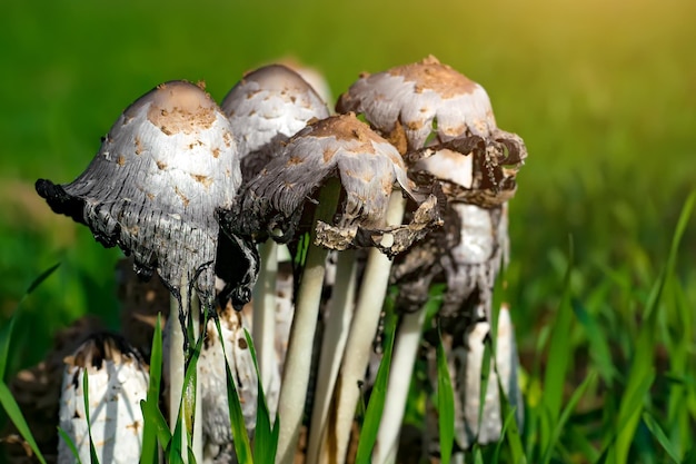 Un montón de hongos porcini en el campo