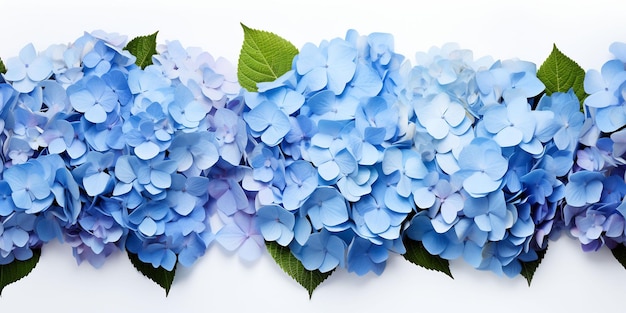 un montón de hortensias azules con hojas verdes