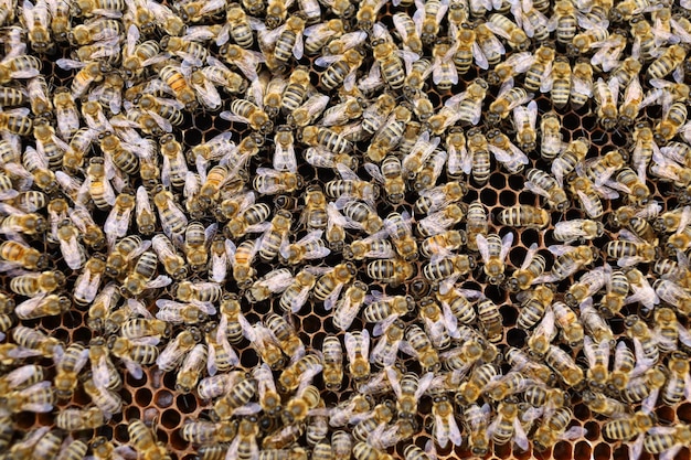 Un montón de insectos abejas abejas en el marco de la colmena