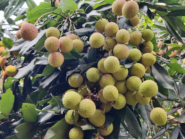 Un montón de jacas cuelgan de un árbol.