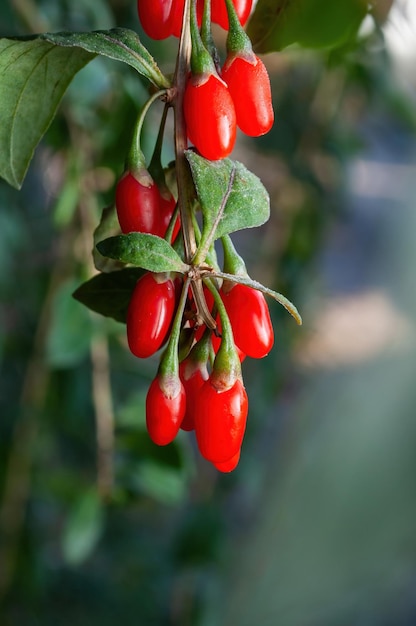 Un montón de jugosas bayas de goji rojas en un arbusto de primer plano enfoque selectivo Plantas útiles