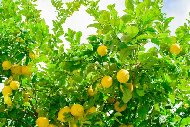 Un montón de limones amarillos en el árbol en la calle del pueblo en algún lugar de España.