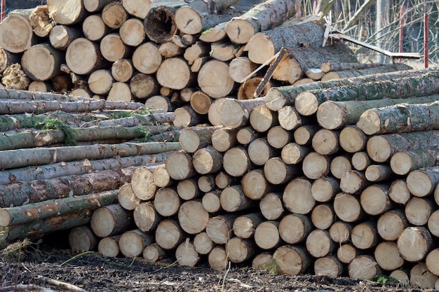 Montón de madera Una vista de enormes pilas de troncos apilados en una fábrica de maderaxA