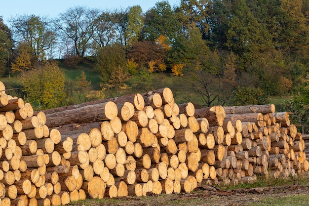 Montón de madera Una vista de enormes pilas de troncos