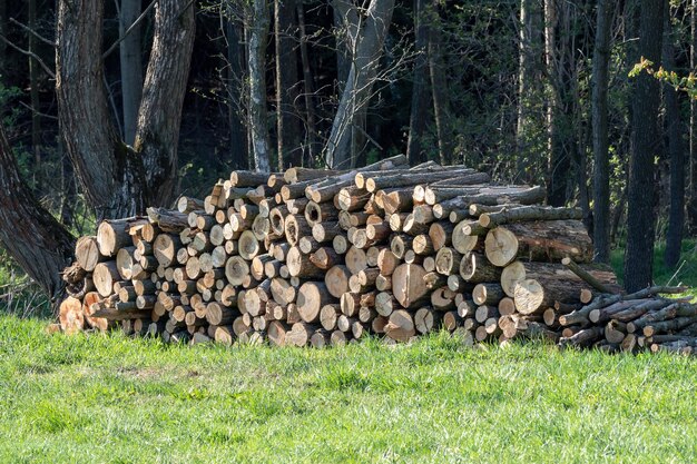 Montón de madera Una vista de enormes pilas de troncos