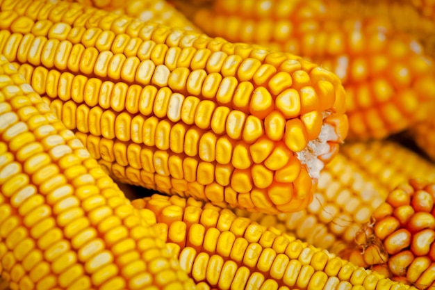Foto montón de maíz seco amarillo