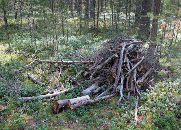 Montón de maleza aserrada y ramas de árboles en el bosque de pinos Concepto de protección forestal