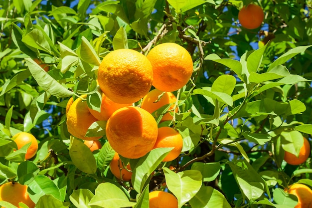Un montón de mandarinas naranjas en el árbol en la calle de la ciudad en algún lugar del sur de España