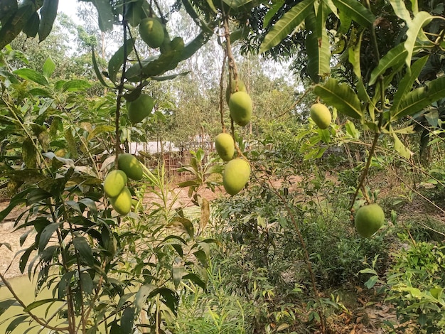 Un montón de mangos cuelgan de un árbol.