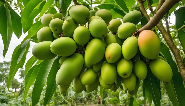 un montón de mangos están colgando de un árbol