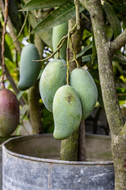 Un montón de mangos verdes crudos colgando de un árbol joven