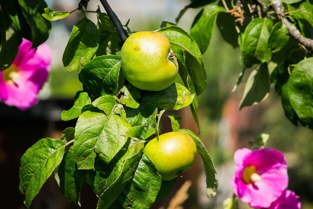 Montón de manzanas de otoño en una rama.