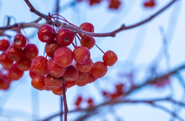 Un montón de manzanas silvestres secas en la rama de un árbol en invierno.