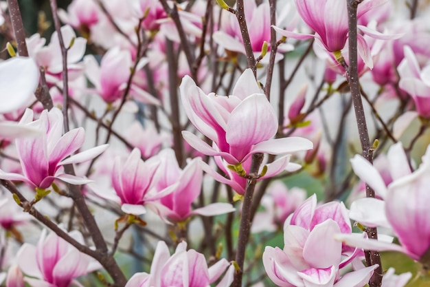 Un montón de maravillosas flores rosas de un arbusto de magnolia en el detalle de primavera