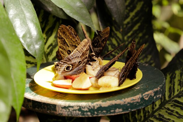 Un montón de mariposas sátiro comiendo rodajas de manzana