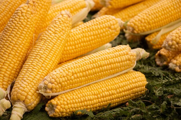 Un montón de mazorcas de maíz peladas orgánicas después de la cosecha de otoño