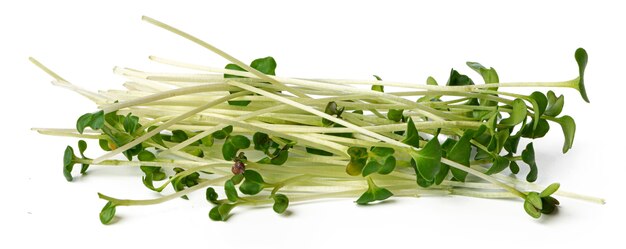 Montón de micro brotes verdes aislado en blanco