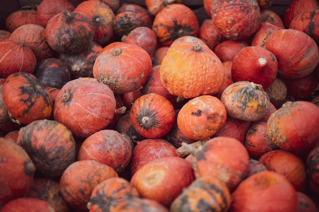 Un montón de mini calabaza en el mercado de agricultores al aire libre