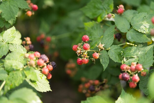 Un montón de moras en un arbusto