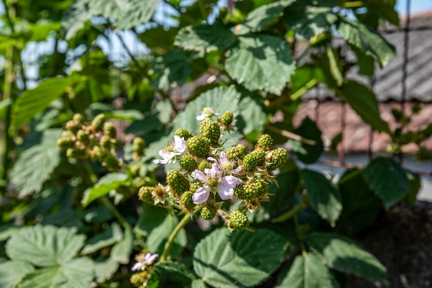 Montón de moras verdes en la planta