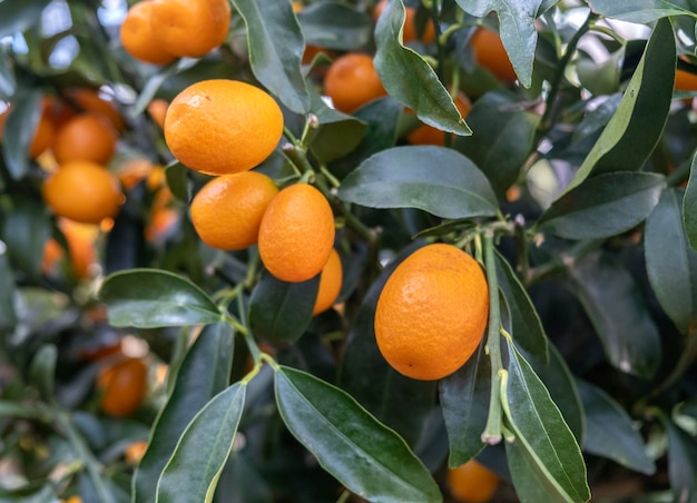 Un montón de naranjas cuelgan de un árbol.