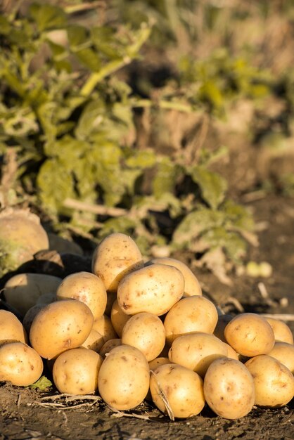 Un montón de papas en un campo con un fondo verde