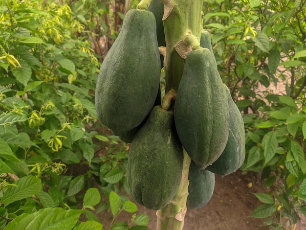 Un montón de papaya verde en un árbol