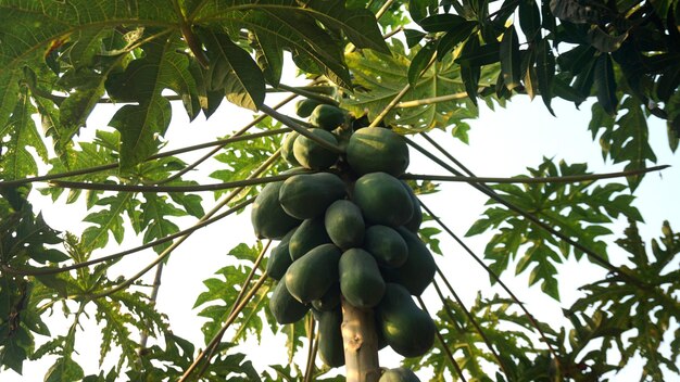 Foto un montón de papaya verde colgando de un árbol