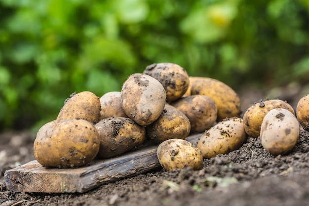 Un montón de patatas frescas que están sueltas en el suelo.