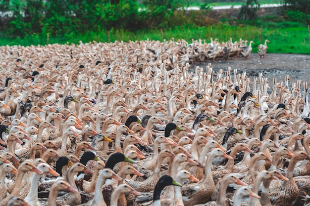 Un montón de patos en Vietnam, concepto de granja de la industria