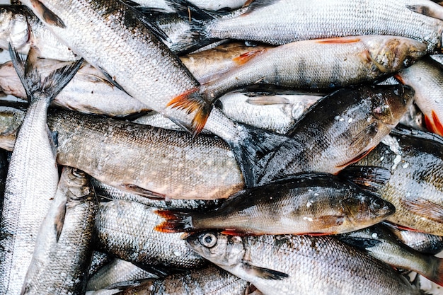 Montón de peces de río