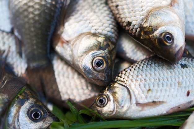 Un montón de peces tirado en el pasto